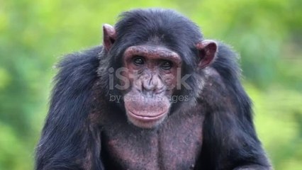 19,173 Monkey Stock Videos and Royalty-Free Footage - iStock