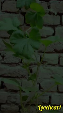 Little Garden at Home ####