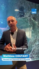 Conférence des Nations Unies sur l'Océan 2025 : le message de Mathieu Coutant, directeur de l'aquarium de La Rochelle