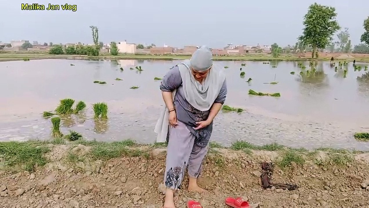 AJ kheto ma chona lagya viral funny comedy vlog Malikajanvlog