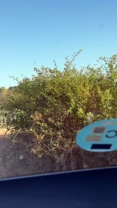 Huyen cinco vacas y dos bueyes en un encierro en Matapozuelos