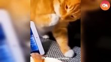 Funny Dog and Cat Videos That Will Make You Laugh