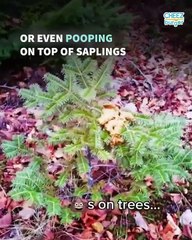 Here's What Life's Like For a Professional Rural Dog Walker