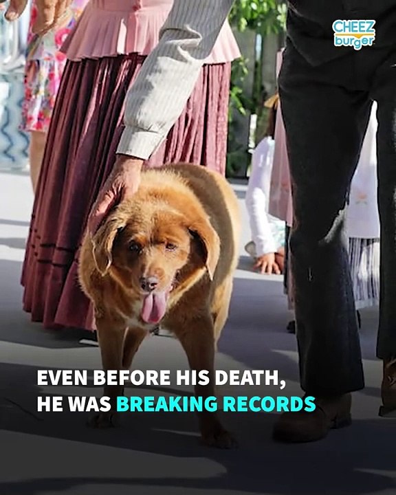 The World's Oldest Dog Ever, Bobi, Has Passed Away
