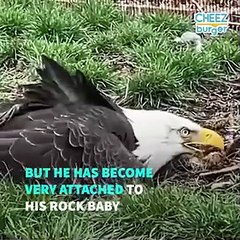 Male Eagle Yearns To Be A Dad, Adopts A Rock Baby