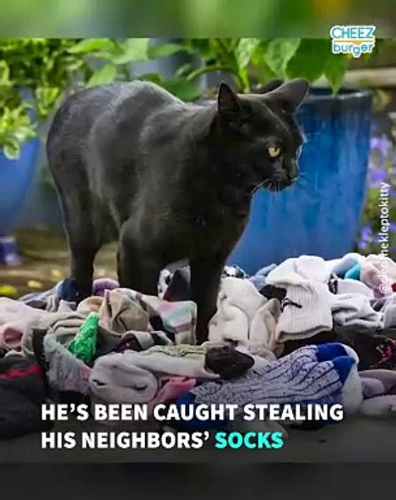 This Adorable Cat Burglar Can't Stop Stealing From His Neighbors
