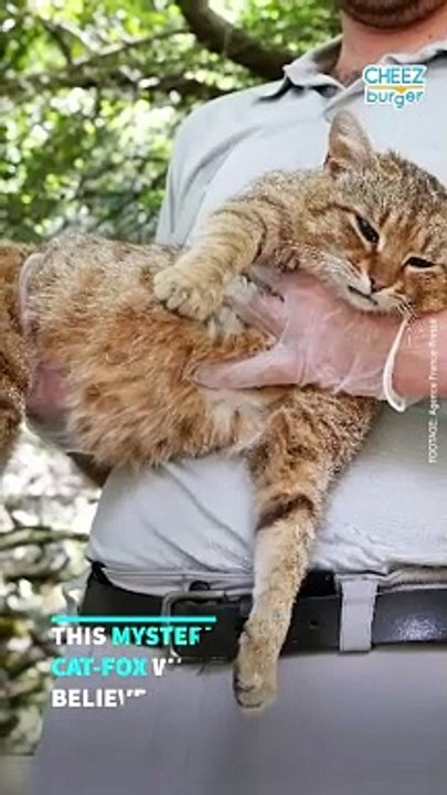 The Mysterious Cat-Fox Is Real