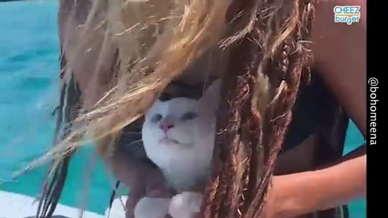 This Cat Loves To Go Sailing
