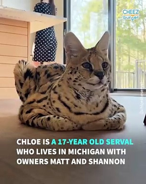 Chloe the Serval