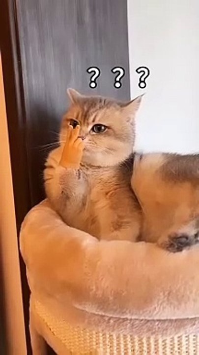 Funny cat video