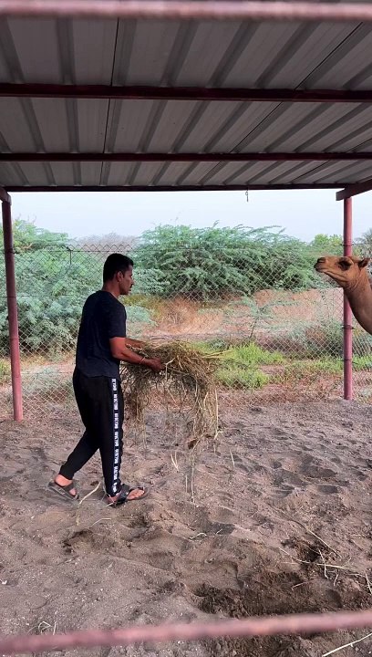 Funny video funny Arabic movement