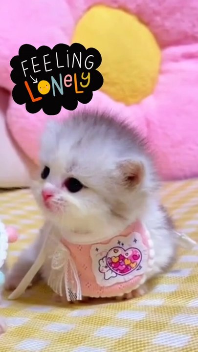 Cuty cats