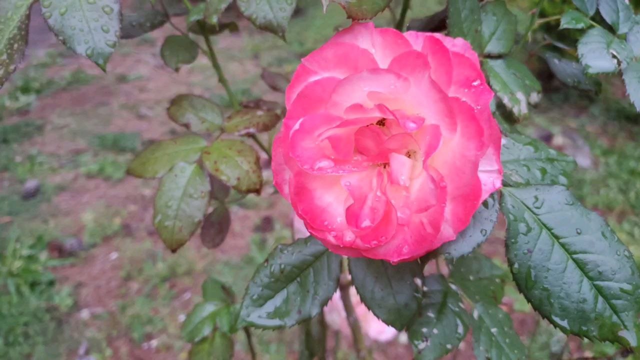 BED OF ROSES - STEVEN TATUM