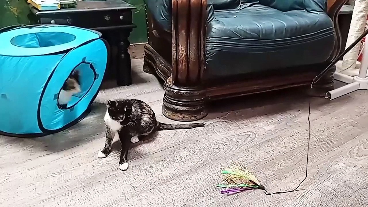 New kittens playing at a cat cafe