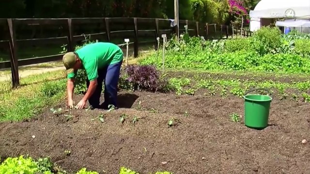 Pequeño pero poderoso en antioxidantes te hablo del bluberry