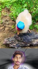 Most Viral funny videos | Funny pets | funny animals