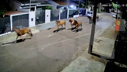 Câmera de segurança flagra cavalos andando sem rumo pelas ruas de Cascavel