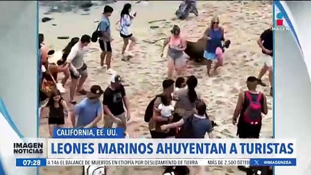 VIDEO: Leones marinos ahuyentan a turistas en una playa en California