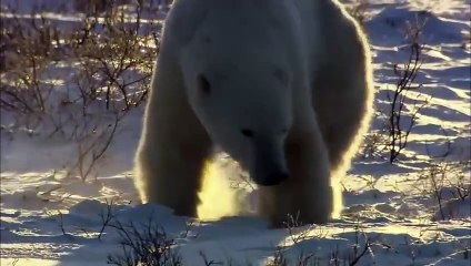 The Wild North  - A Trip from Canada to Norway _ Free Documentary Nature