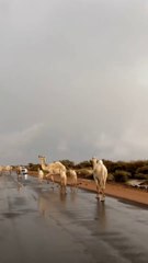 Camel  |Enjoying of Camel  in rain|Entertainment 