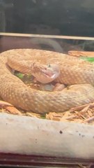 Fang Stretch Exercise for Flexibility