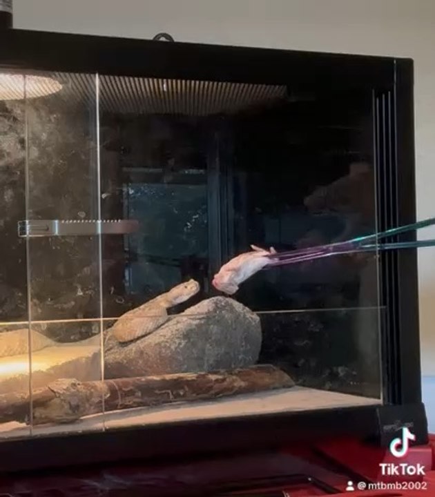 Feeding a rattlesnake