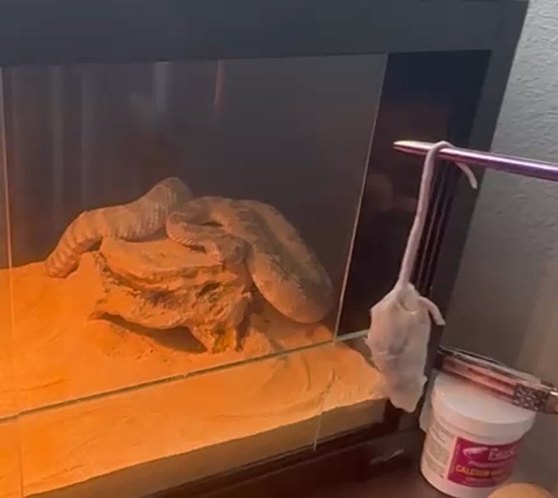 Feeding a rattlesnake pt2