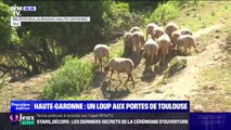 Haute-Garonne: la présence du loup confirmée aux portes de Toulouse