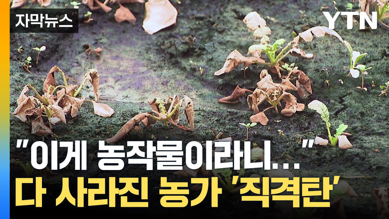 [자막뉴스] 흔적도 찾기 어려운 농작물...'폭우' 직격탄 맞은 농가 / YTN
