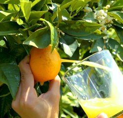 Summer Plant Care Tips to Keep Your Garden Vibrant and Healthy