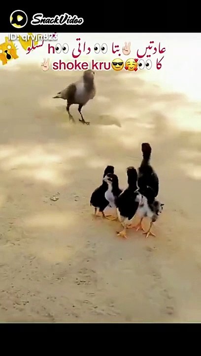 Funny video