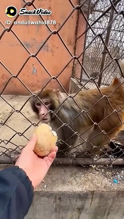 Funny video