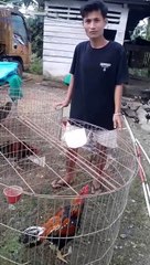 Promosiin ayam tetangga