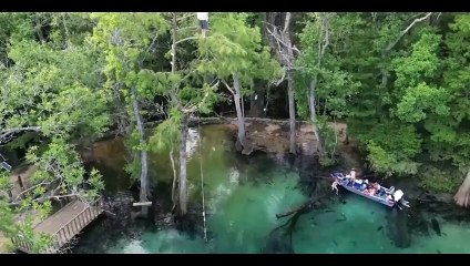 Un plongeon risqué et raté du haut d'un arbre