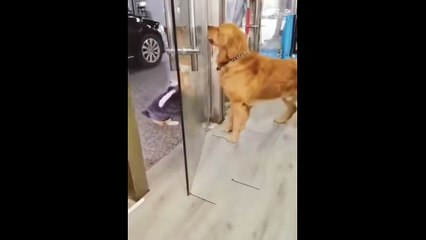 Petite pause boisson en pleine dispute pour ces 2 chiens