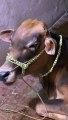 #trending #viral #usa #shortvideo #viralvideos #animals #nature #cow #cowbaby #innocent #petslife