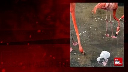 Suyun tadını çıkaran yavru flamingo