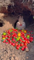 Adorable Rabbit Eating Tomato 🥕