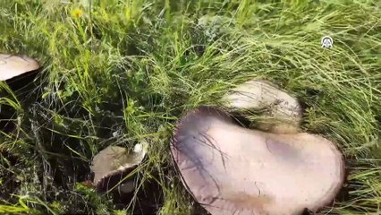 Sağanağın ardından görülen 40 santimetrelik 'dev mantar' görenleri şaşırttı