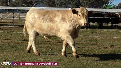 White Shorthorn bull sells for $20,000 | The Land