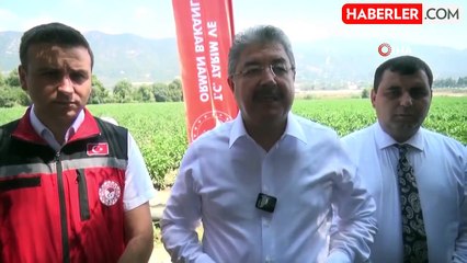 Osmaniye'de domates ve biber hasadı