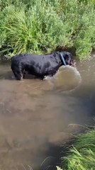 Dog Plays in Water