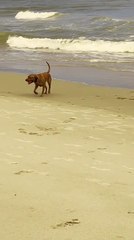 Dog Plays Catch with Their Owners at Beach