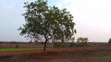 Video of Sun in the Morning | beautiful sky