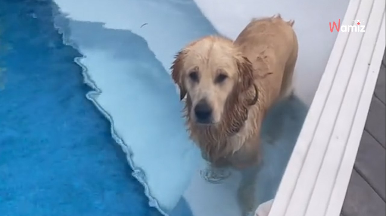 Golden Retriever schleicht sich in Nachbars Garten: Was er plant, verschlägt allen die Sprache (Video)