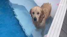Golden Retriever schleicht sich in Nachbars Garten: Was er plant, verschlägt allen die Sprache (Video)