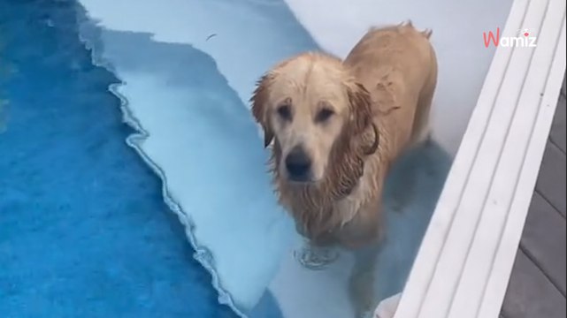 Golden Retriever schleicht sich in Nachbars Garten: Was er plant, verschlägt allen die Sprache (Video)