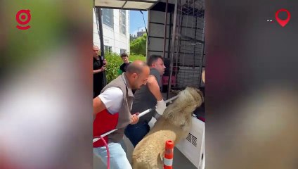 Arnavutköy Belediyesi'nde daha kanun Resmi Gazete'de yayımlanmadan köpekler toplamaya başlandı!