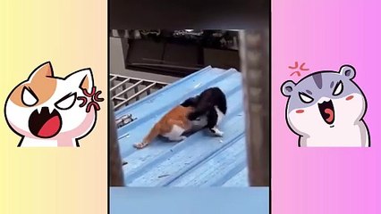 Cat Fighting Funny Video | Cat lovers | #cat #cute