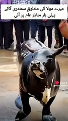 Surprises vidio Enimal cow